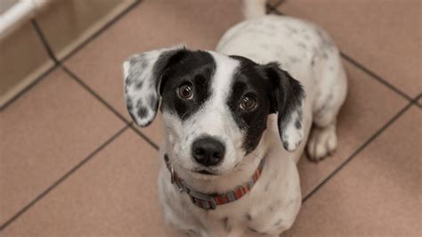 Dog Insurance and Puppy Insurance by PDSA .